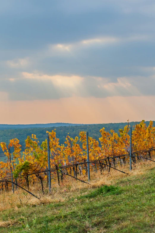 colorful autumn trees line the side of a wine country