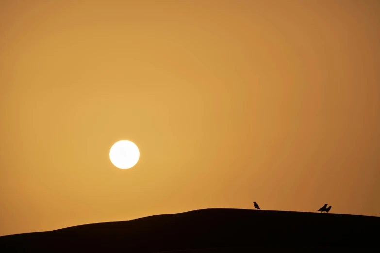 a group of animals that are sitting on a hill