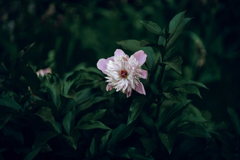 a pink and white flower with many green leaves