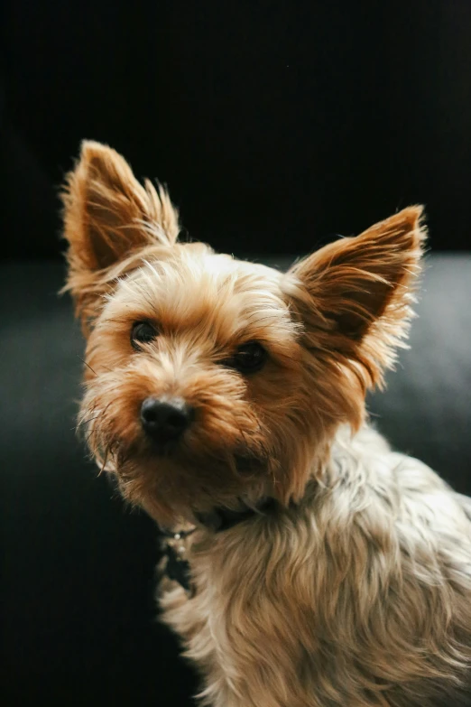 a small dog sitting up on a couch looking at the camera