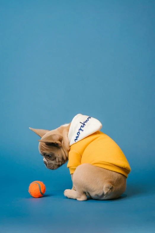 a dog dressed in a shirt and holding an orange ball