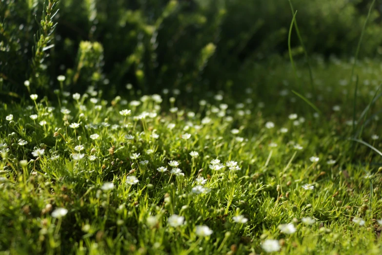 many white flowers are growing in the grass