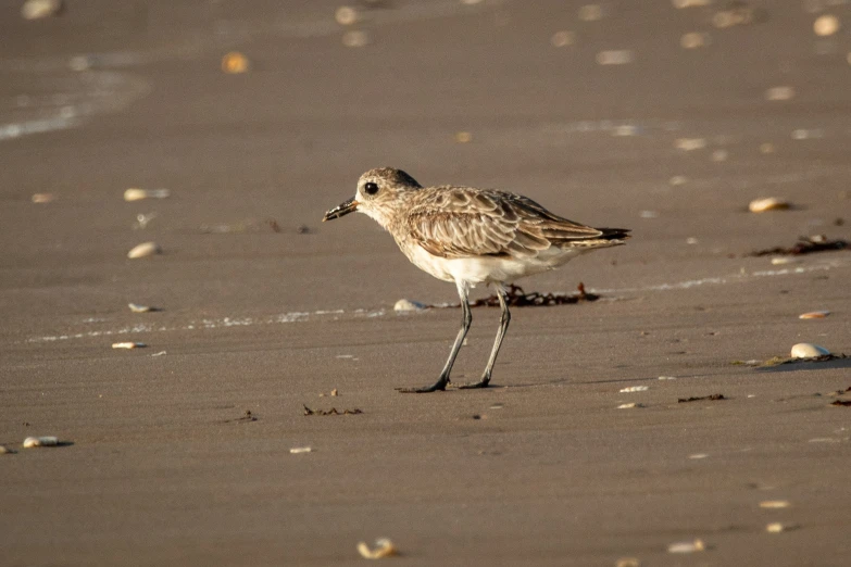 a little bird is walking along a beach