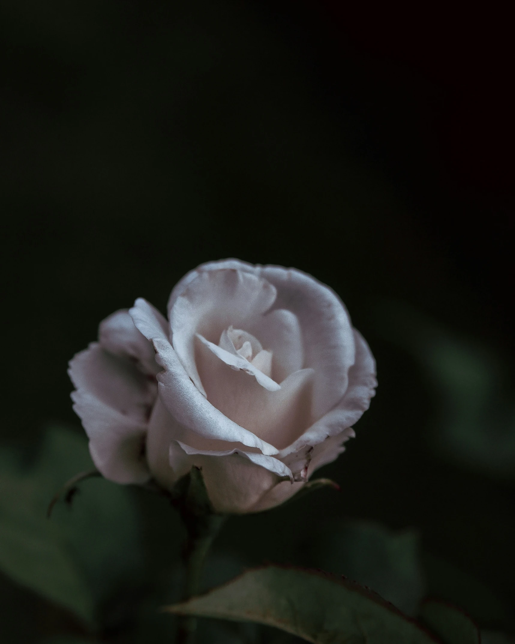 a single white rose in a dark room