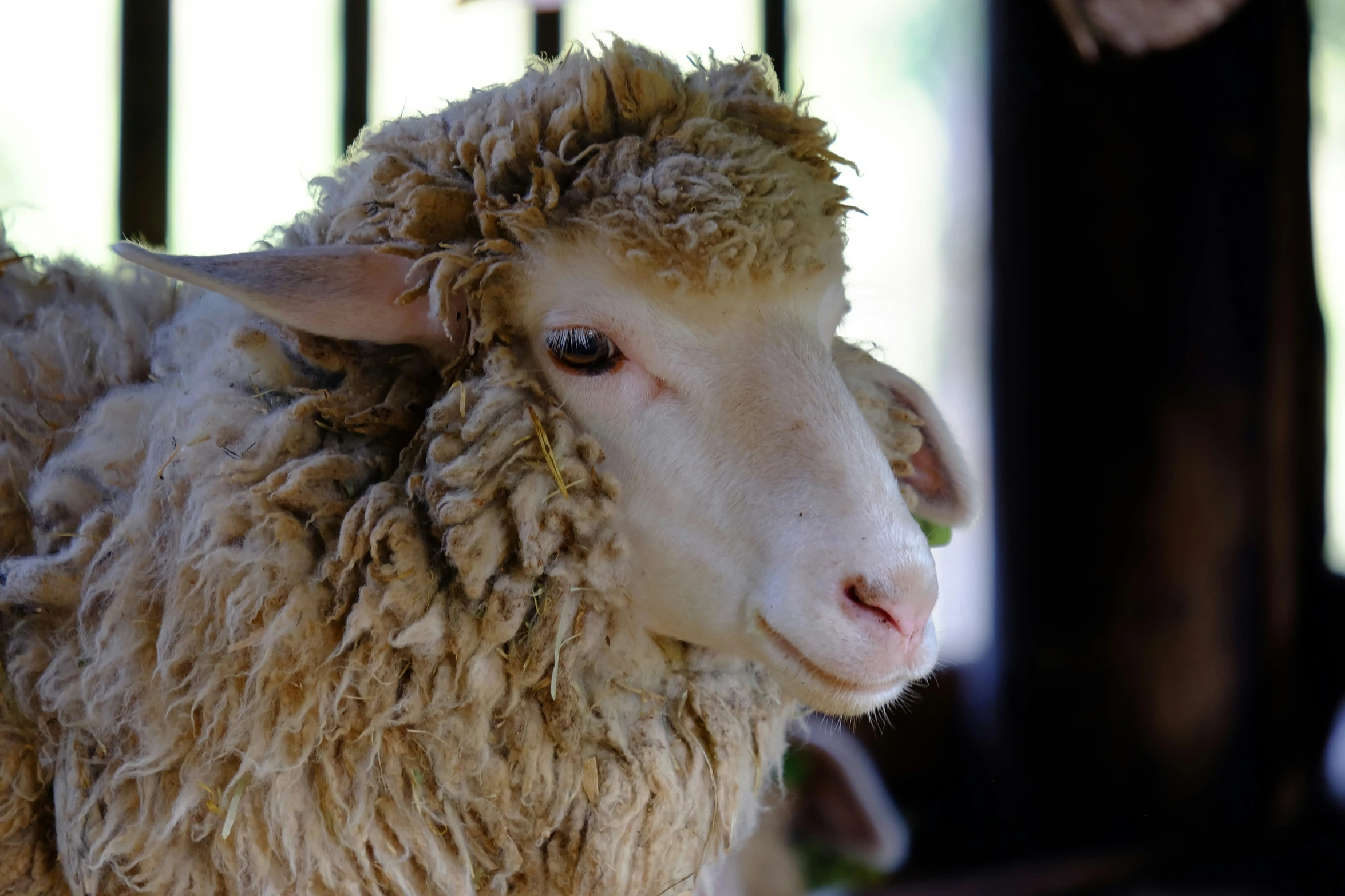 a sheep has hair down and stands behind bars