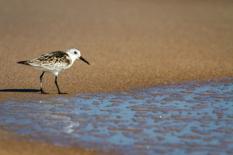 the bird is standing on the wet shore