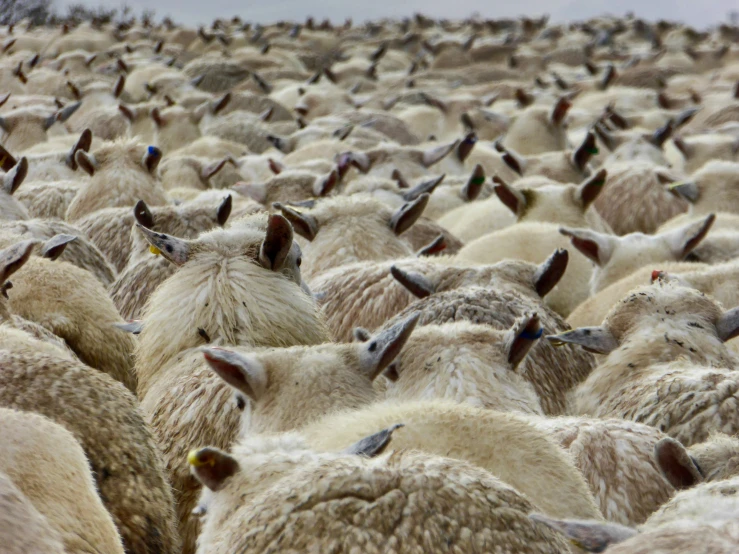 some very pretty white sheep together in the middle of the field