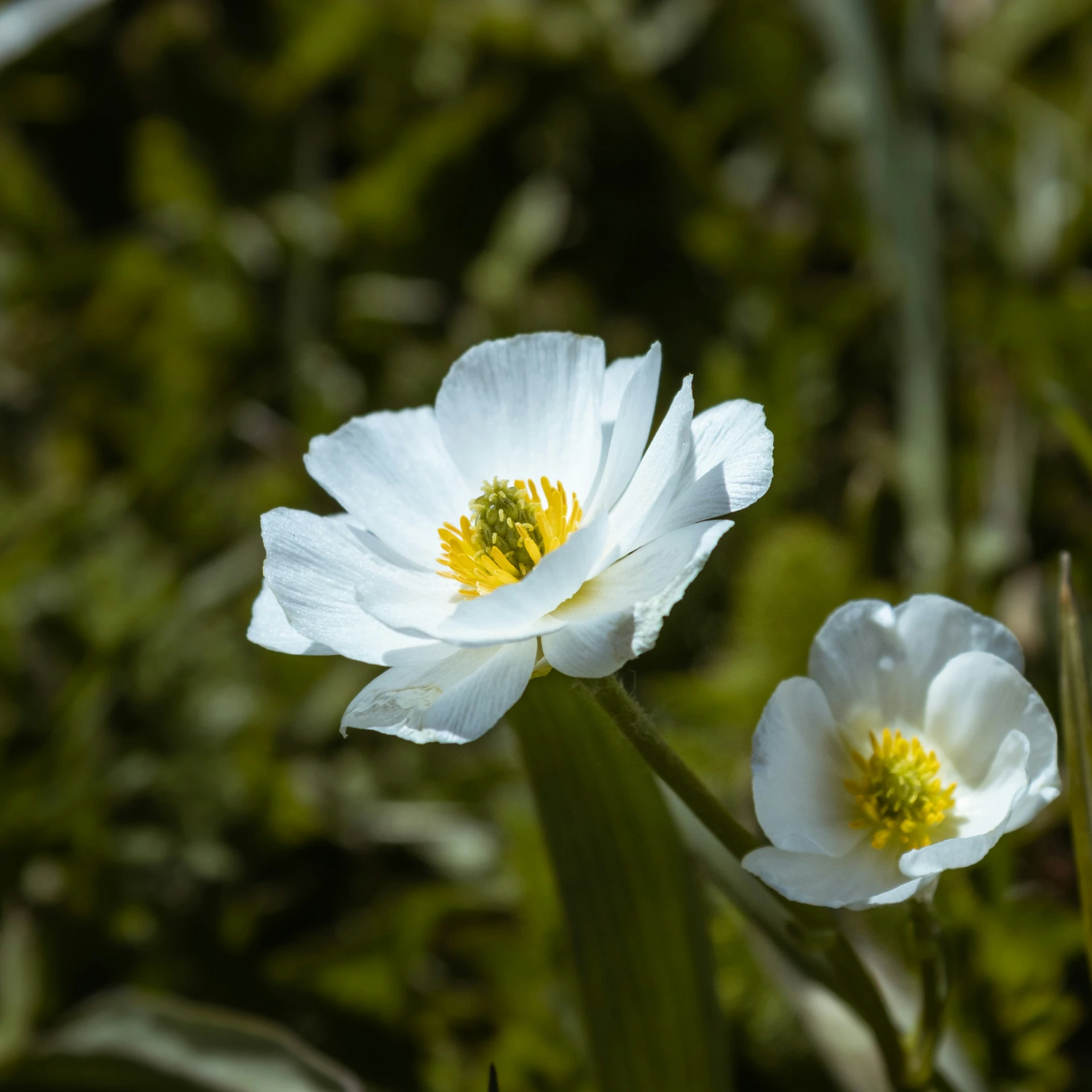 two white flowers with yellow center on grassy area