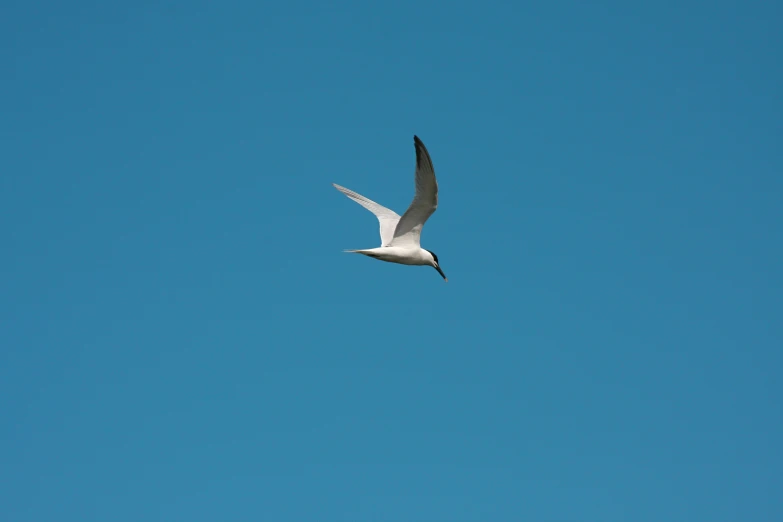 a bird that is flying through the air