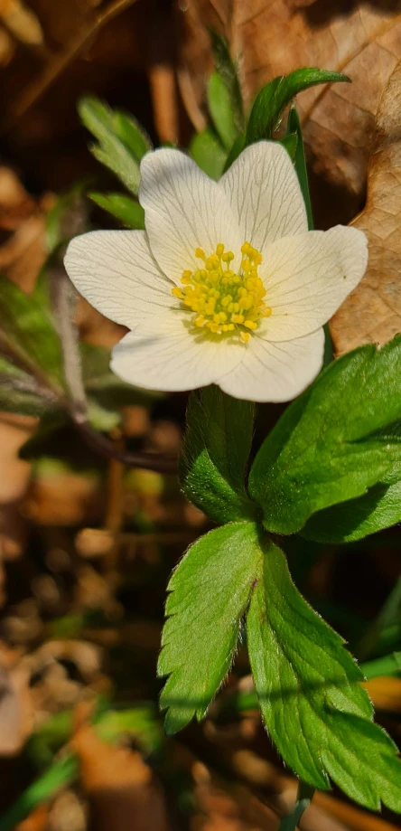 a lone white flower on some green leaves