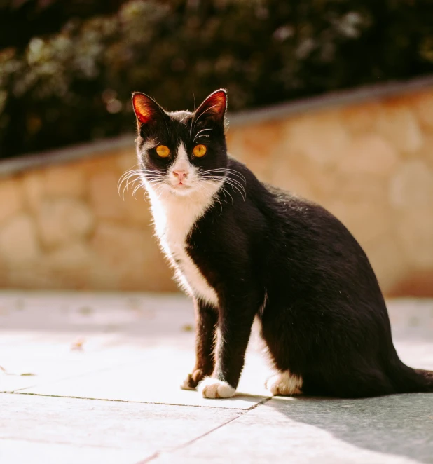 a black and white cat sitting on a cement slab