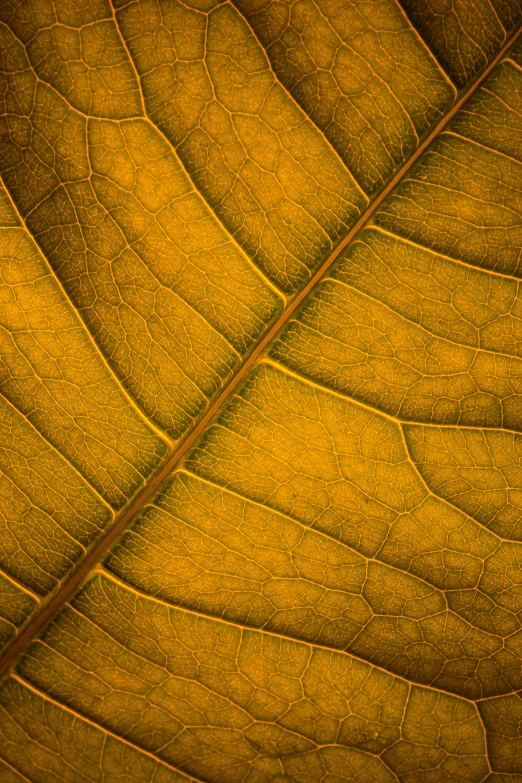 an image of an open leaf from a leaf