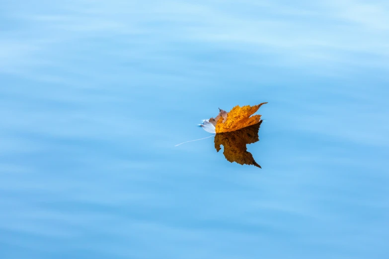 a fall leaf floating in the water