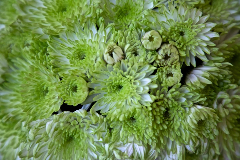 green flower in the center of a white flower