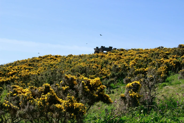 there is a hill that has a yellow flowered bush on it