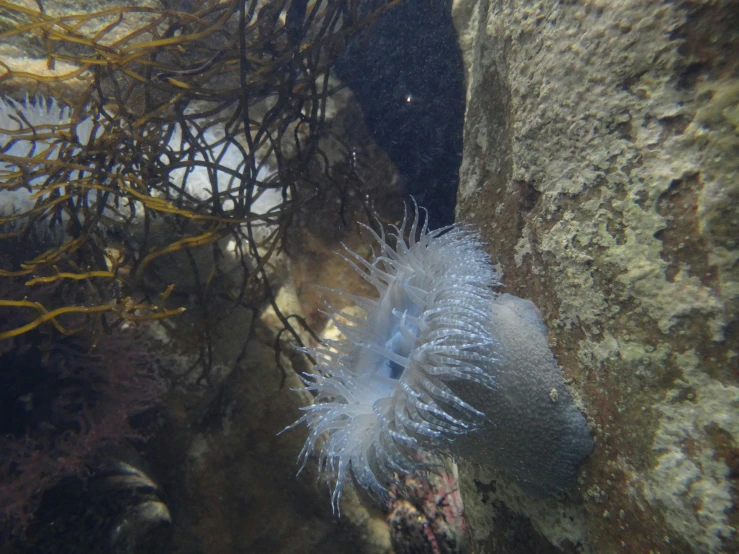 a small white sea creature with light blue rings is standing on a coral