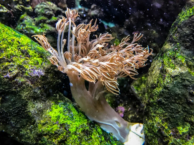 an animal swimming through an aquarium filled with water