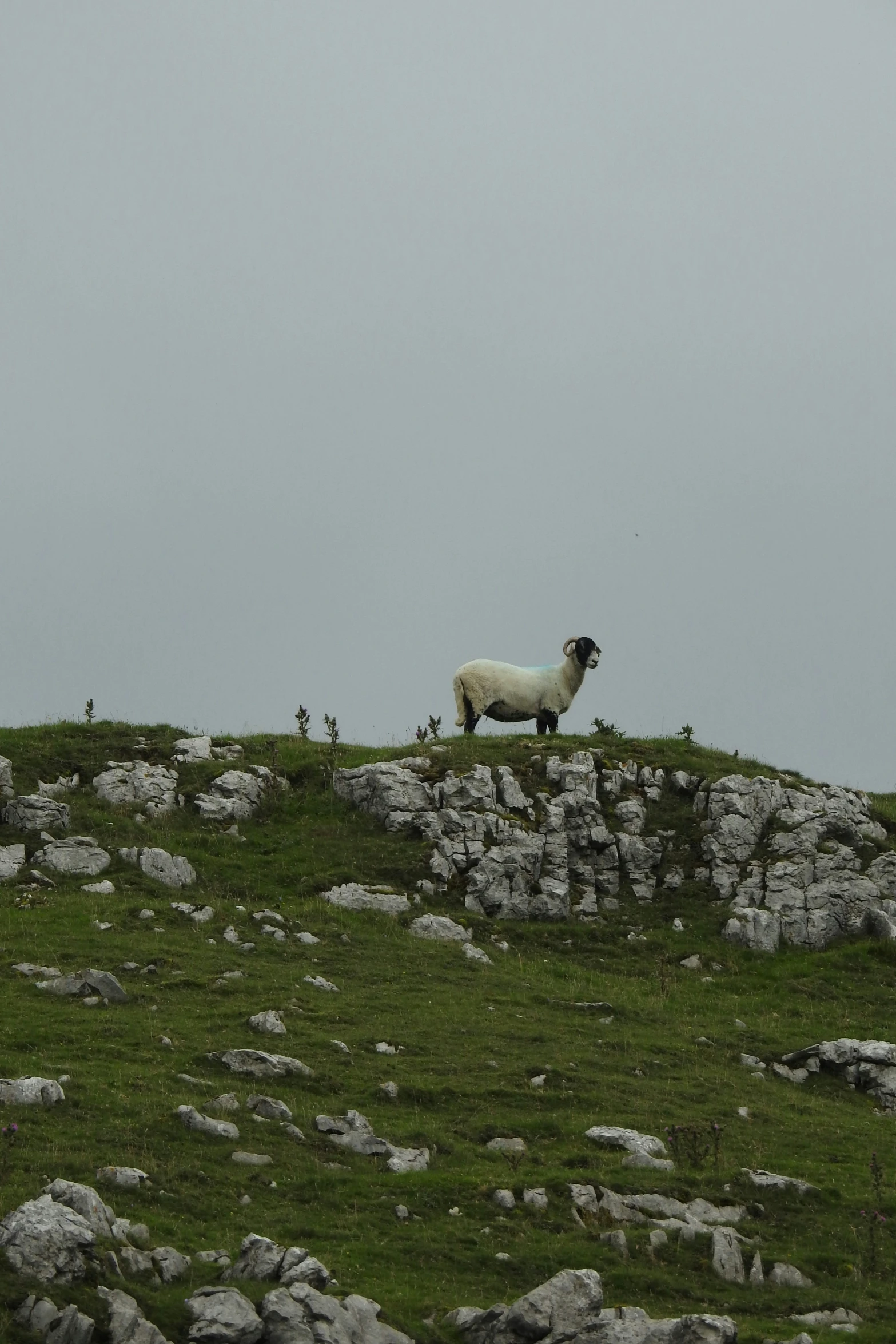 a sheep stands atop rocks in a field