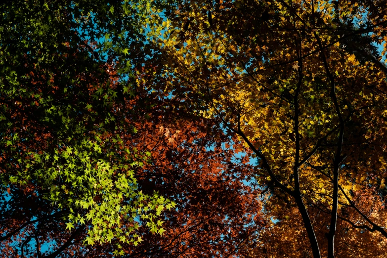 colorful autumn leaves surround the tops of trees