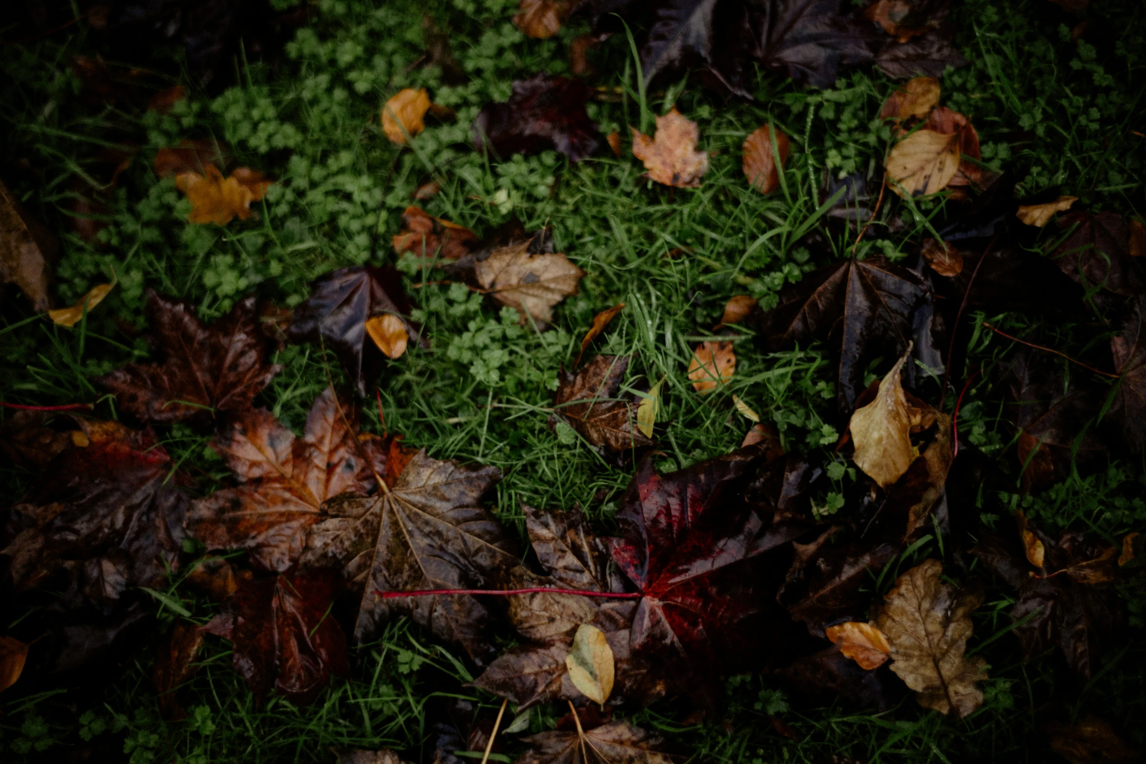 some leafs in the ground near grass and trees