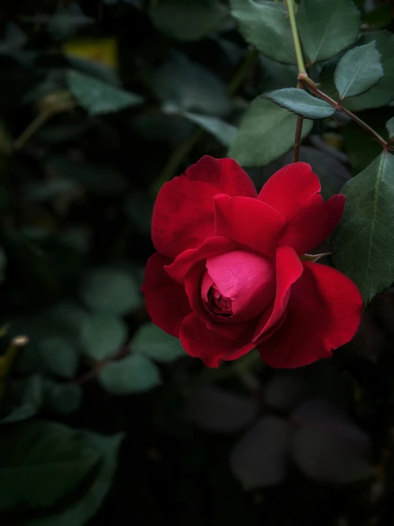 a large red rose is near a bush