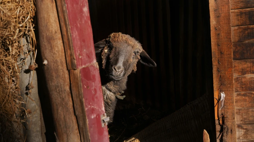 a sheep sticking its head out from the door