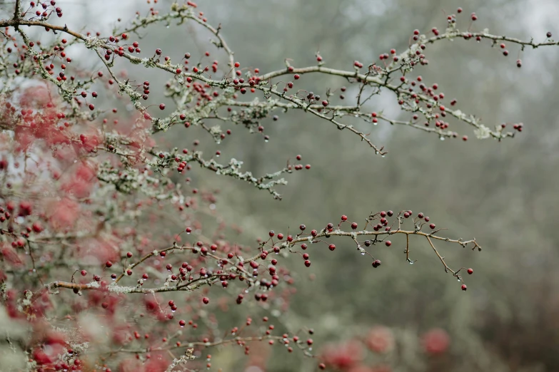 red berries are on nches and on a tree