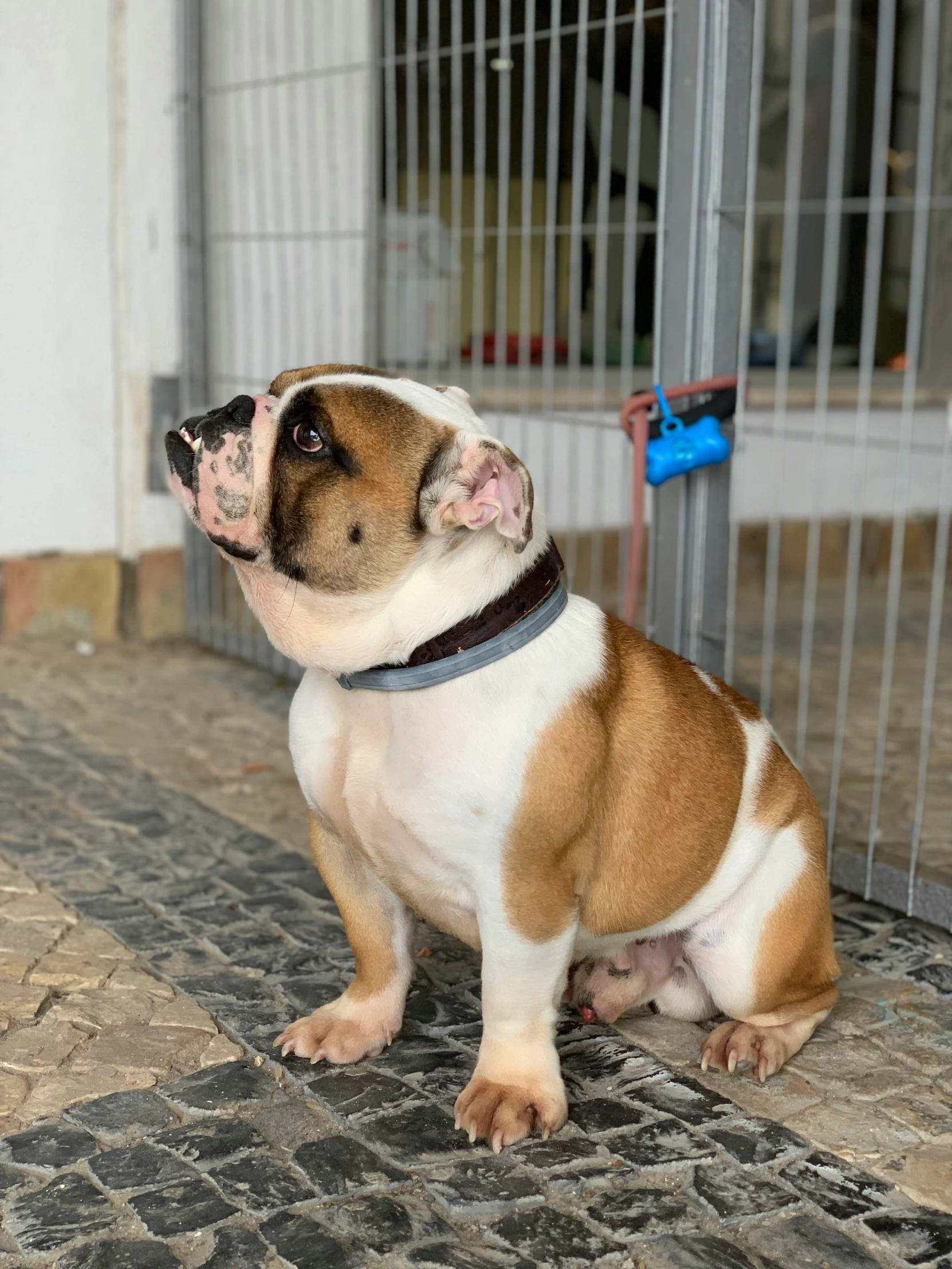 a brown and white puppy sitting in front of a cage