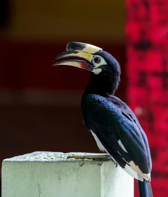 a close up of a bird on a pillar