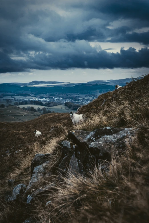 there are many white sheep on the mountain slope