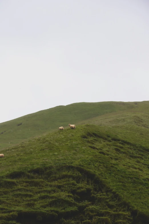 two sheep standing on the side of a large green hill