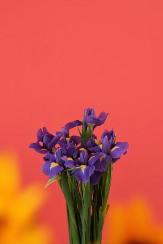 a vase full of purple irises against a pink wall