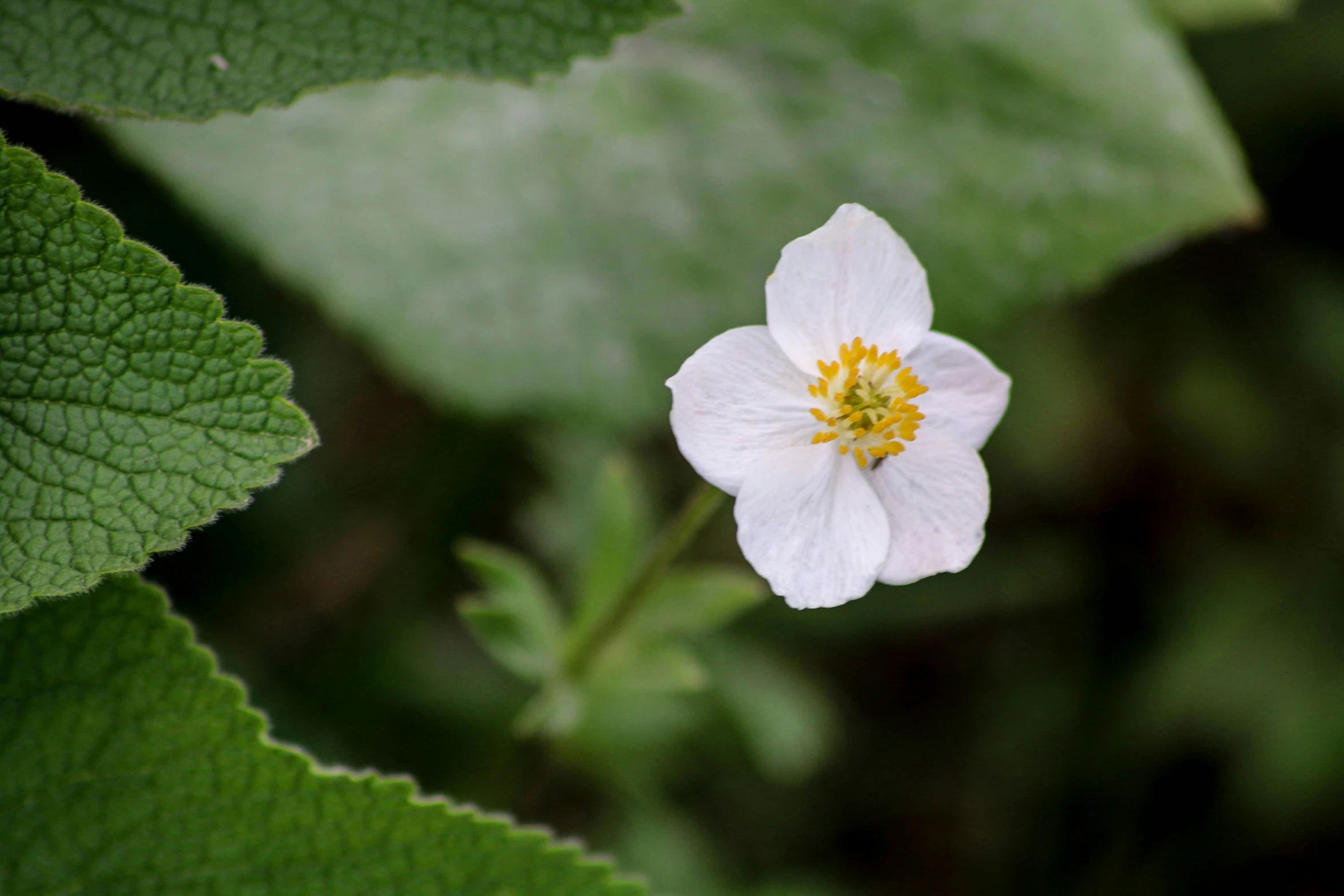 a flower is sitting on a green leaf