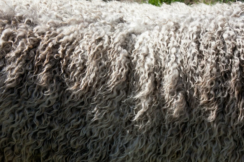 this is a close up po of some fluffy wool