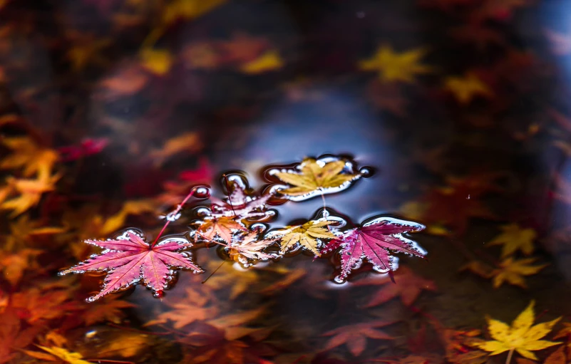 three small maple leaves sit on some ice