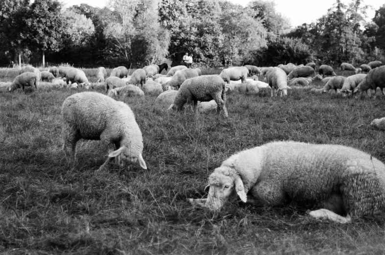 a herd of sheep are grazing on grass