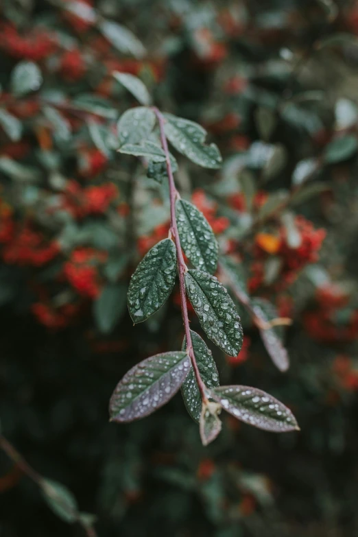 the leaves and red flowers are on the bush