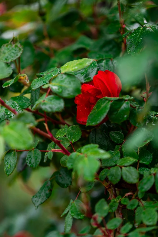 a lone red flower in the midst of leaves