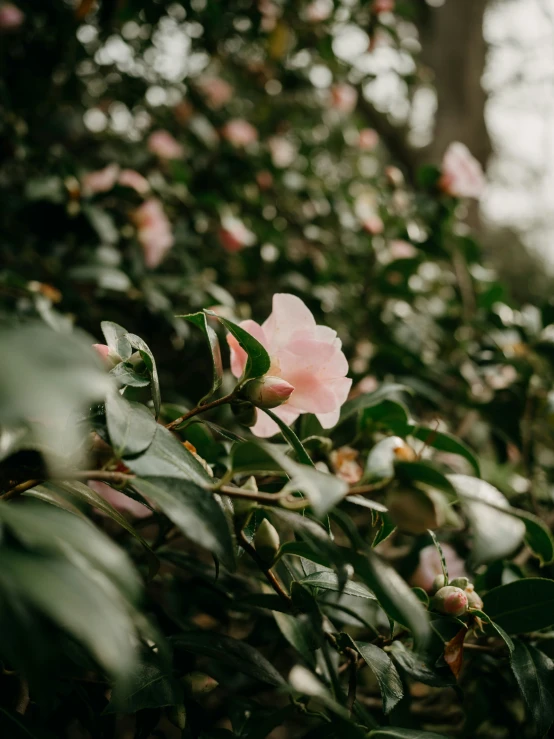 a pink flower blooming on top of a bush