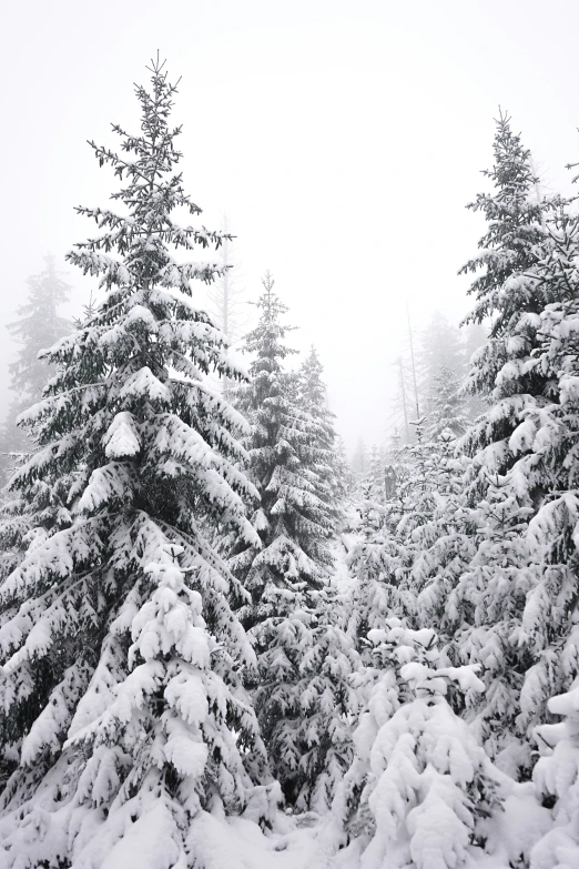 a view of some trees from below during the winter