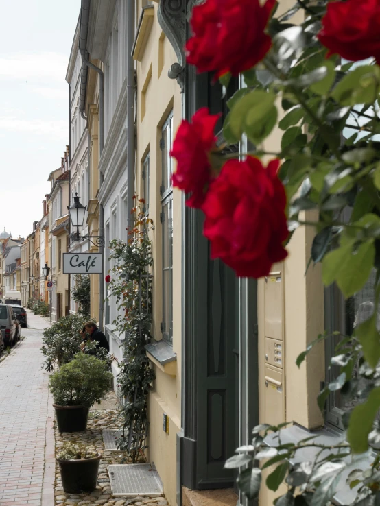 red flowers line the sidewalk and the streets