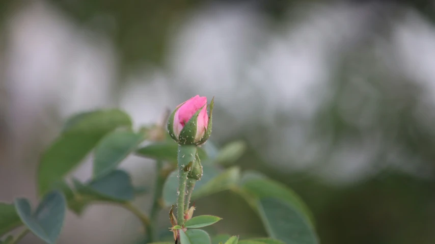 a single flower bud attached to a plant with leaves