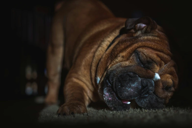 a dog laying on a carpet with its head resting