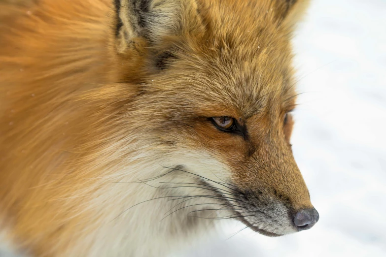 a lone fox looking at soing that is in the snow