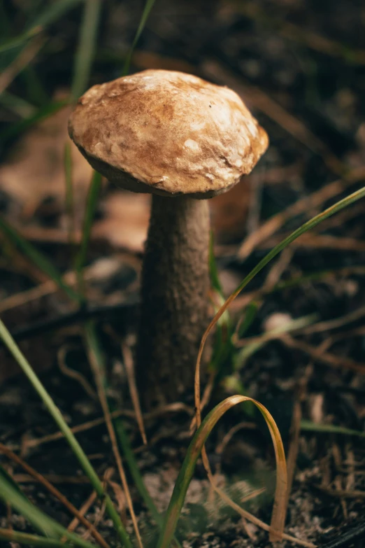 a mushroom that is sitting in the grass