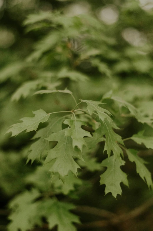 the leaves of the tree are growing