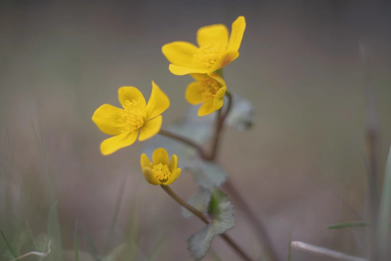 yellow flowers growing in grass on a rainy day