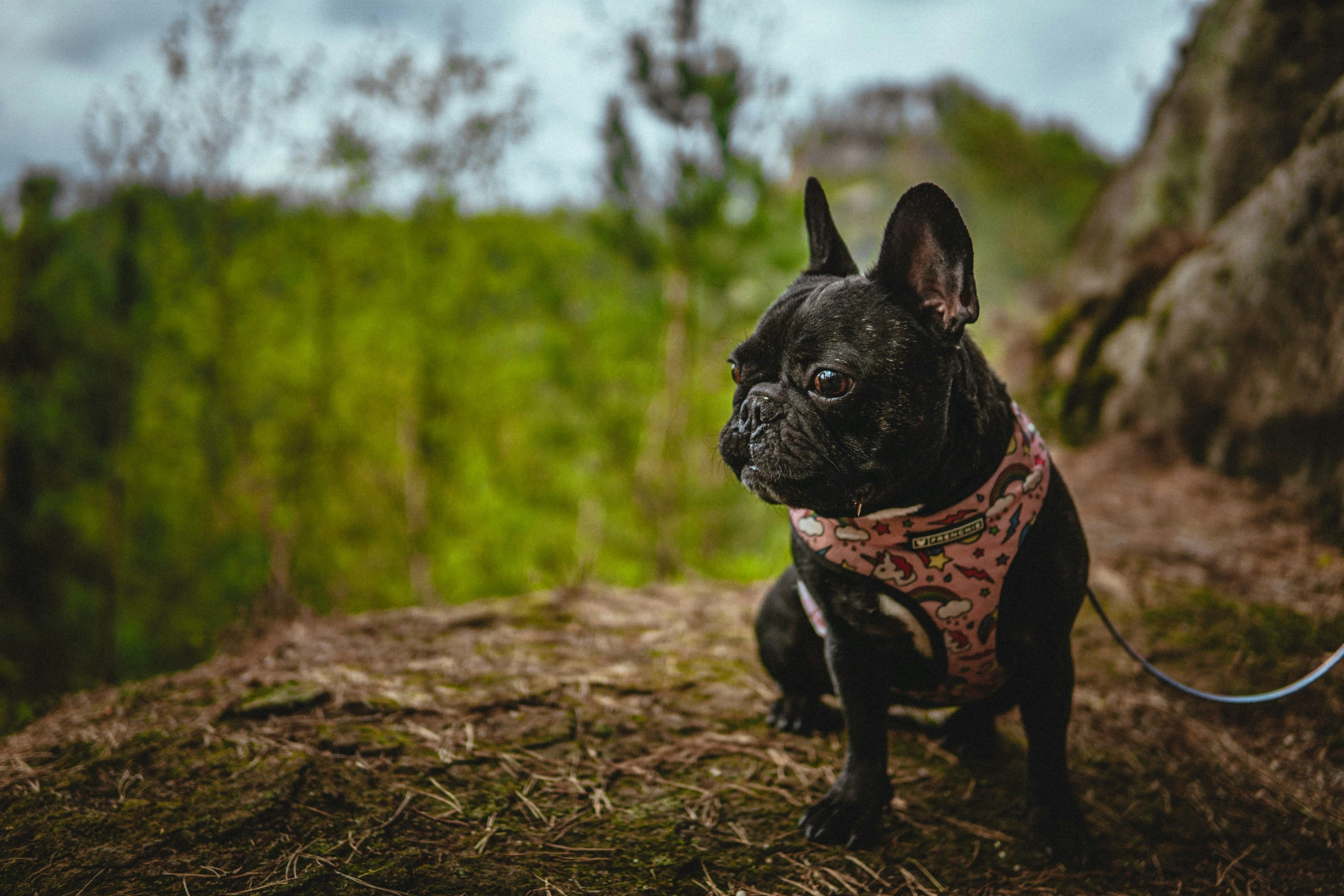 there is a small black dog with a pink scarf