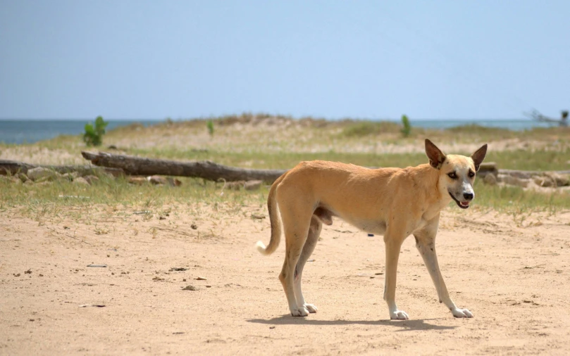 a dog standing on top of a sandy beach