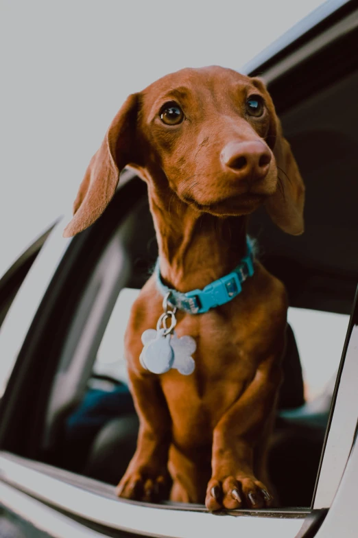 a brown dog sitting on the dashboard of a car